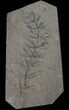 Pennsylvanian Horsetail (Asterophyllites) Fossil - France #51099-1